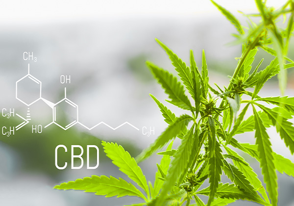 When is the best time to take CBD