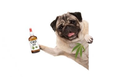 Can CBD Oil Help With My Dog’s Seizures?